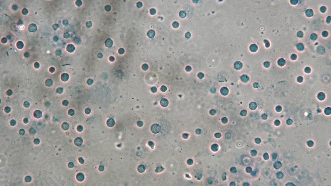 小鼠腦組織細胞核分離