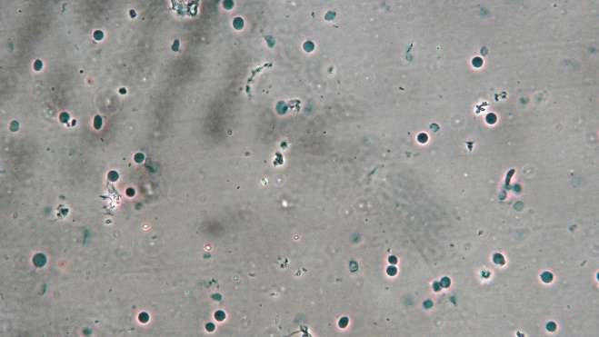 小鼠腦組織細胞核分離