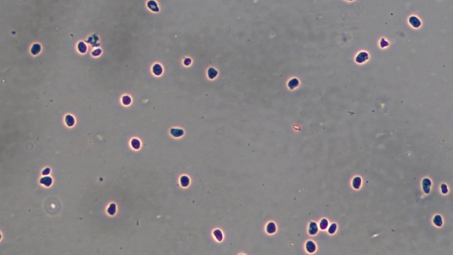 小鼠腦組織細胞核分離