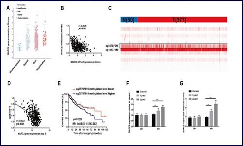 項(xiàng)目新文 | 基于 GEO、TCGA 數(shù)據(jù)庫(kù)研究 MARC2 抑制肝細(xì)胞癌進(jìn)展的機(jī)制