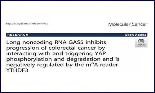 胃腸道腫瘤│各種類(lèi)型樣本 RNA m6A 修飾研究攻略