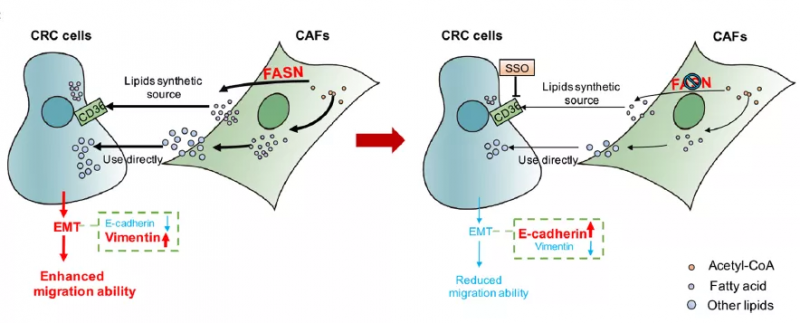 伯豪生物客戶轉(zhuǎn)錄組測(cè)序高分文章 4
