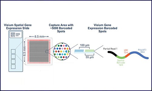 Visium 空間轉(zhuǎn)錄組丨哪些常見(jiàn)問(wèn)題？這里有你想要的答案！