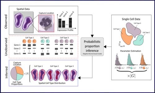 干貨 | 空間轉(zhuǎn)錄組聯(lián)合單細(xì)胞測(cè)序闡明細(xì)胞類(lèi)型及空間位置信息