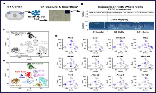 干貨分享丨一文詳解單細(xì)胞核 RNA 測(cè)序（snRNA-seq）應(yīng)用與進(jìn)展