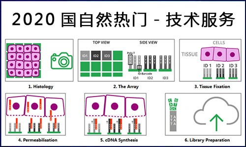 國自然熱點(diǎn) | 伯豪生物空間轉(zhuǎn)錄組測(cè)序服務(wù)，你 Pick 了嗎？