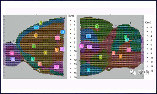空間轉(zhuǎn)錄組測(cè)序 | 細(xì)胞分化（擬時(shí)序 分析）該怎么玩