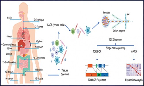 單細(xì)胞測(cè)序 | 繪制同一人體 15 個(gè)器官細(xì)胞圖譜，揭示器官異質(zhì)性