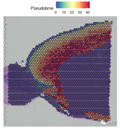 把分化時(shí)間對(duì)應(yīng)到到組織切片位置上