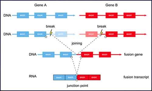 腫瘤基因組融合基因檢測技術(shù)揭示癌癥的真相