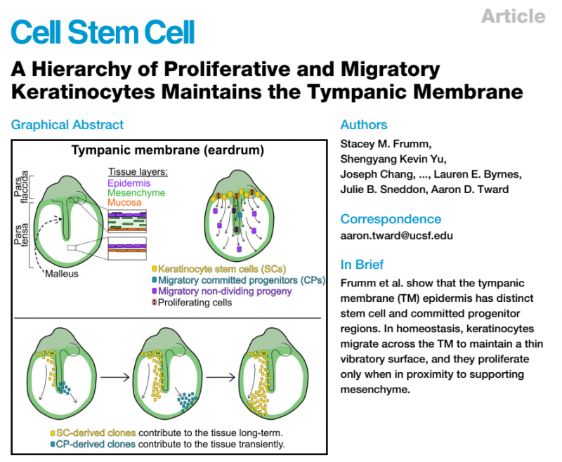 揭示角質(zhì)細(xì)胞的增殖和遷移對(duì)鼓膜維持的貢獻(xiàn)