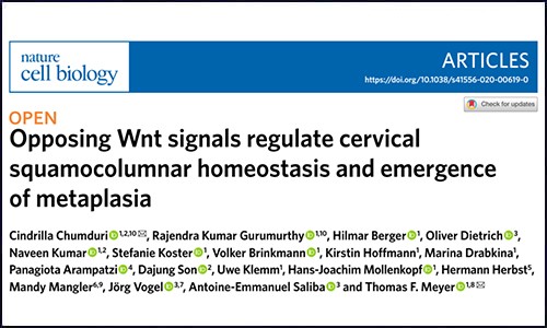 單細胞測序 | 揭示宮頸鱗柱狀細胞的動態(tài)平衡及化生機制