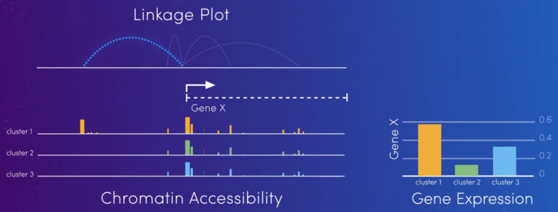 目標(biāo)細(xì)胞內(nèi)實(shí)現(xiàn)調(diào)控區(qū)域與基因表達(dá)信息的關(guān)聯(lián)圖