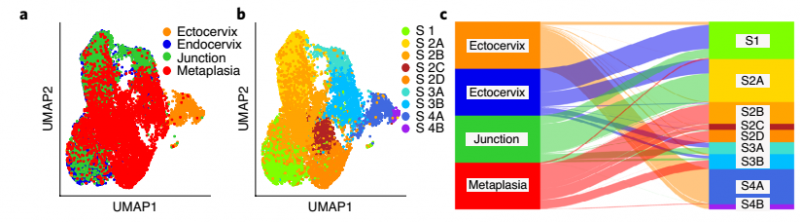健康小鼠宮頸外，宮頸內(nèi)，過渡區(qū)和 VA 缺乏引起的鱗狀化生基質(zhì)細(xì)胞 t -SNE 和 Sankey 圖