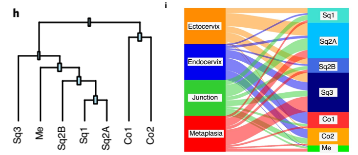 上皮亞群的表達(dá)譜生成的系統(tǒng)發(fā)育樹和 Sankey 圖