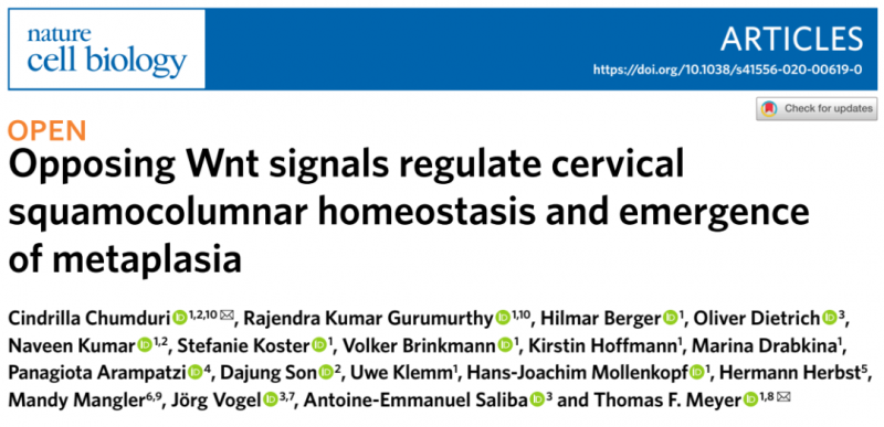 單細(xì)胞測序揭示宮頸鱗柱狀細(xì)胞的動態(tài)平衡及化生機(jī)制