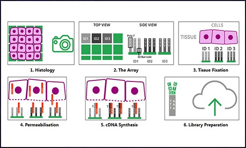空間轉(zhuǎn)錄組 | 干貨分享 - 詳解空間轉(zhuǎn)錄組數(shù)據(jù)分析！