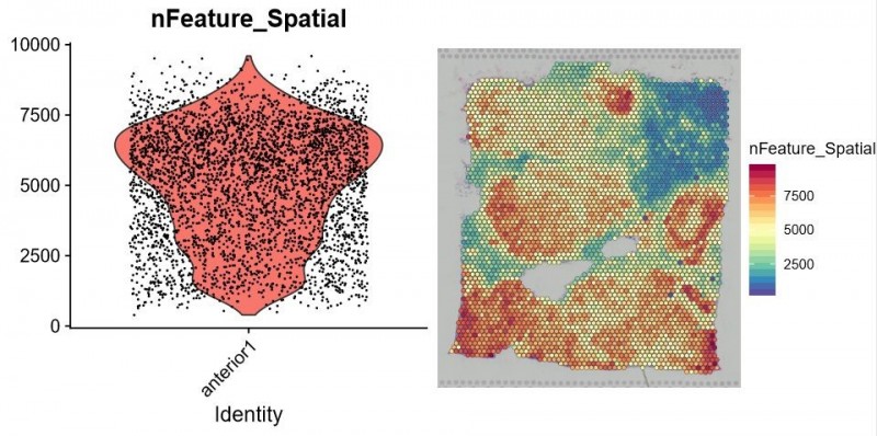 每個(gè) spot 特異表達(dá)的基因數(shù)統(tǒng)計(jì)