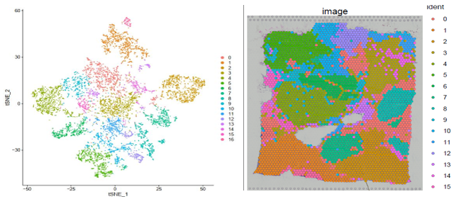 聚類結(jié)果及切片 spot 位置分布展示