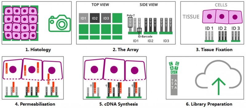 10X 空間轉(zhuǎn)錄組測序技術(shù)原理