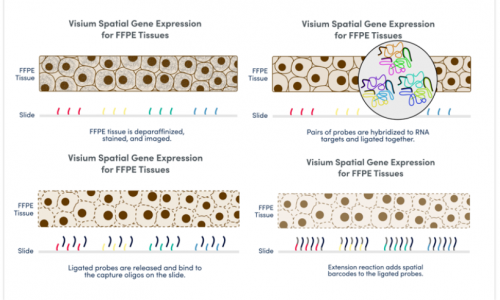 擴(kuò)展空間生物學(xué)的無(wú)限可能 | 伯豪生物 FFPE 空間轉(zhuǎn)錄組解決方案！