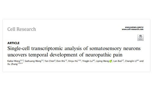 Cell Res | 中科院神經(jīng)所張旭研究組通過(guò)單細(xì)胞轉(zhuǎn)錄組分析揭示神經(jīng)性疼痛隨時(shí)間的發(fā)展趨勢(shì)