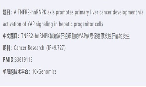 項(xiàng)目新文 | Cancer Research 單細(xì)胞測(cè)序輔助探索肝祖細(xì)胞原發(fā)性肝癌的秘密