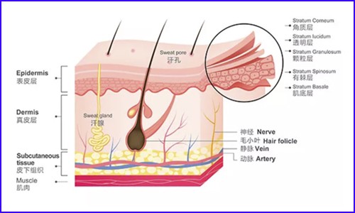 技術(shù)應(yīng)用 | 單細(xì)胞測序技術(shù)在皮膚研究中的應(yīng)用