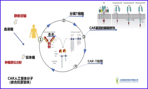 單細(xì)胞測序技術(shù)│在免疫療法中的關(guān)鍵作用！