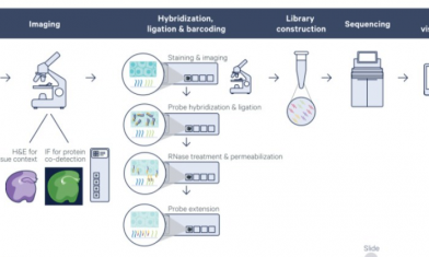 活動(dòng)即將滿額 |FFPE 空間轉(zhuǎn)錄組內(nèi)測福利再不約就晚了！