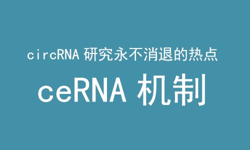 ceRNA 機制 |CircRNA 研究永不消退的熱點！