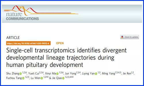 發(fā)育生物學(xué) | 單細胞測序揭示人垂體發(fā)育過程中不同譜系的軌跡
