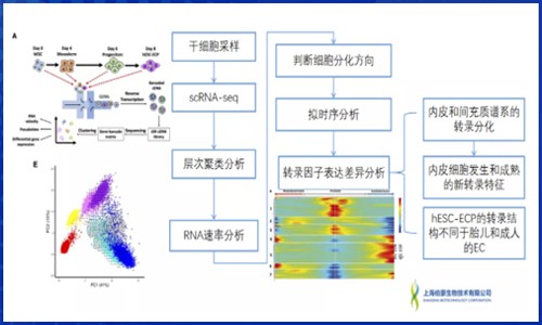 發(fā)育生物學(xué) | 單細胞 RNA 測序揭示多能干細胞來源的內(nèi)皮細胞分化軌跡