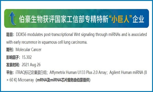 項目文章 |DDX56 通過 miRNAs 調(diào)節(jié)轉(zhuǎn)錄后 Wnt 信號并與鱗癌早期復(fù)發(fā)相關(guān)