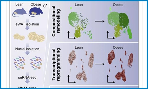 單細(xì)胞抽核 |snRNA-seq 技術(shù)揭示肥胖發(fā)生過程中脂肪組織重塑機制