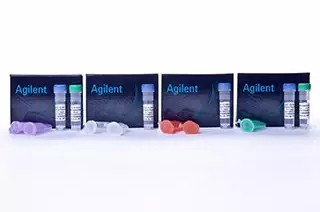 96 Pack Gold 感受態(tài)細(xì)胞