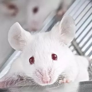 模式生物外顯子組測序設(shè)計