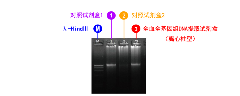 全血全基因組 DNA 提取試劑盒（離心柱型）
