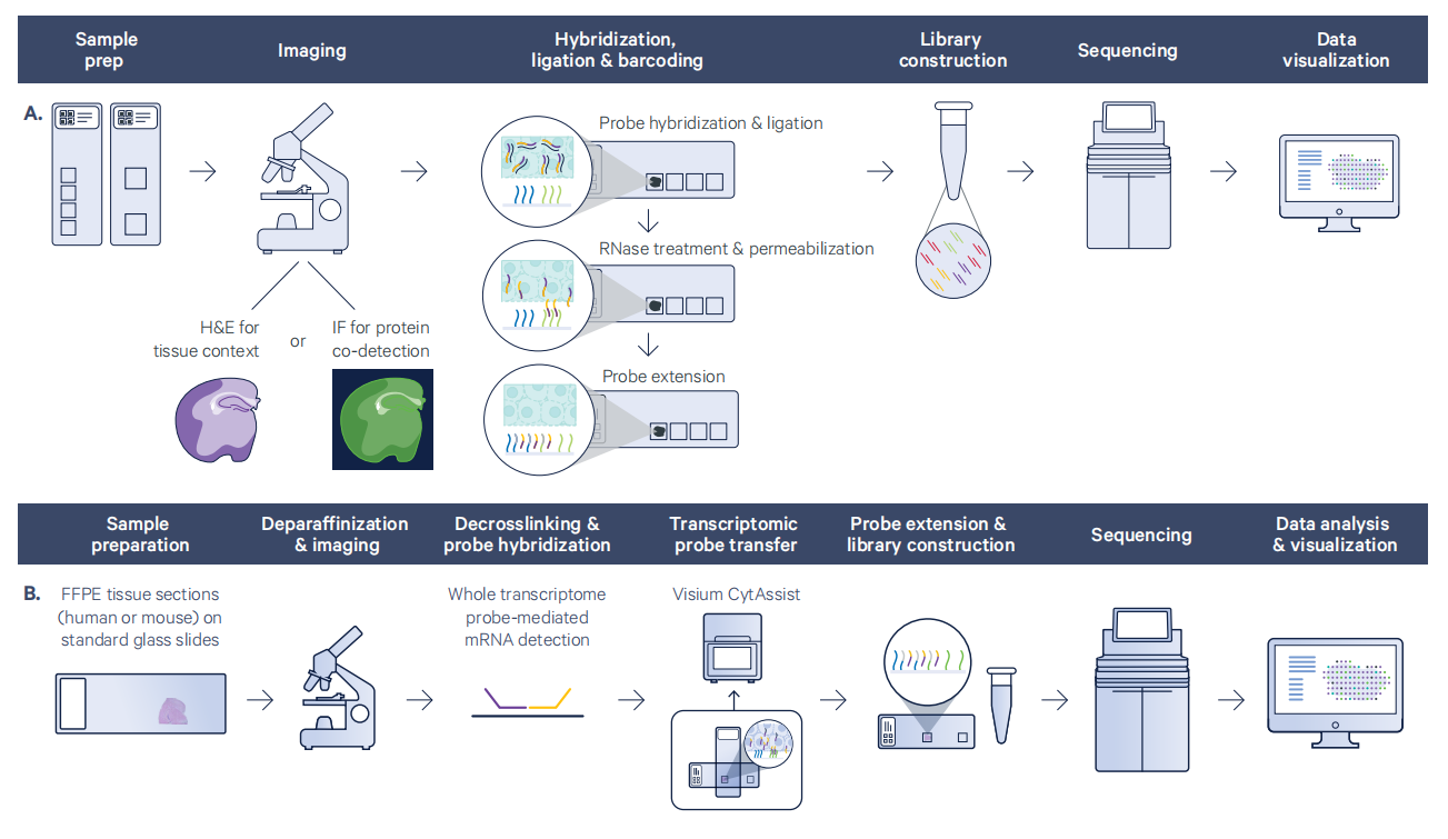 伯豪生物 FFPE 樣本 | 空間轉(zhuǎn)錄組測(cè)序