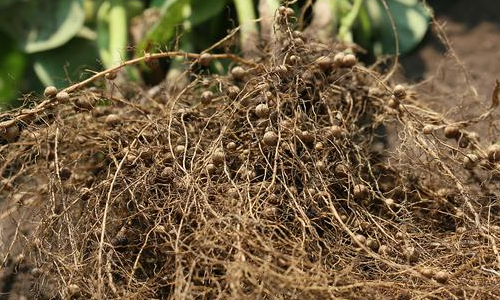 文獻解讀 | 高分辨率的轉(zhuǎn)錄組圖譜描繪大豆固氮和根瘤發(fā)育