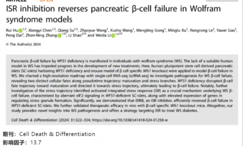文獻解讀 | 在 Wolfram 綜合征模型中抑制 ISR 能夠逆轉(zhuǎn)胰島 β 細(xì)胞衰竭