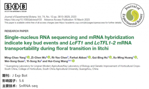 文獻解讀 | 單細(xì)胞核 RNA 測序和 mRNA 雜交表明了荔枝在花轉(zhuǎn)化過程中關(guān)鍵芽事件以及 LcFT1 和 LcTFL1-2mRNA 的可轉(zhuǎn)運性