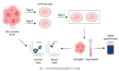 Genome Med | 首次揭示 DNA 去甲基化可促進結(jié)直腸癌細胞釋放 cfDNA，或可提高液體活檢的靈敏度