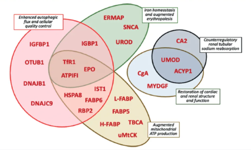 EMPEROR 臨床大隊(duì)列 |Olink Explore 蛋白組學(xué)升級(jí)揭秘恩格列凈治療心力衰竭新機(jī)制