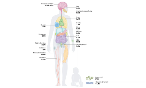 人類細(xì)胞圖譜計(jì)劃草圖第一版完成——神經(jīng)系統(tǒng)細(xì)胞圖譜