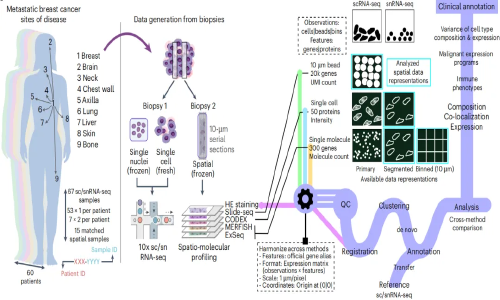十一月高分文獻(xiàn)速遞 | 單細(xì)胞轉(zhuǎn)錄組系列