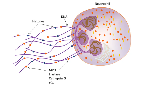2025 國自然熱點(diǎn) | 中性粒細(xì)胞胞外誘捕網(wǎng)（NETs) 該如何研究