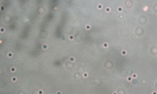 人肝組織樣本應(yīng)用試劑效果圖