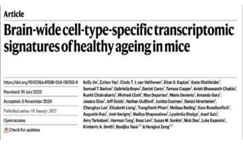 Nature | 迄今覆蓋率最高的衰老小鼠大腦單細(xì)胞轉(zhuǎn)錄組圖譜，系統(tǒng)解析衰老相關(guān)細(xì)胞類型及特異性轉(zhuǎn)錄組特征