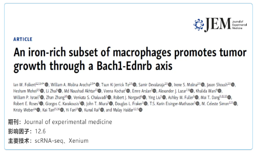單細胞空間原位檢測技術(shù) | 富含鐵的巨噬細胞亞群通過 Bach1-Ednrb 軸促進腫瘤生長